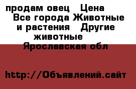  продам овец › Цена ­ 100 - Все города Животные и растения » Другие животные   . Ярославская обл.
